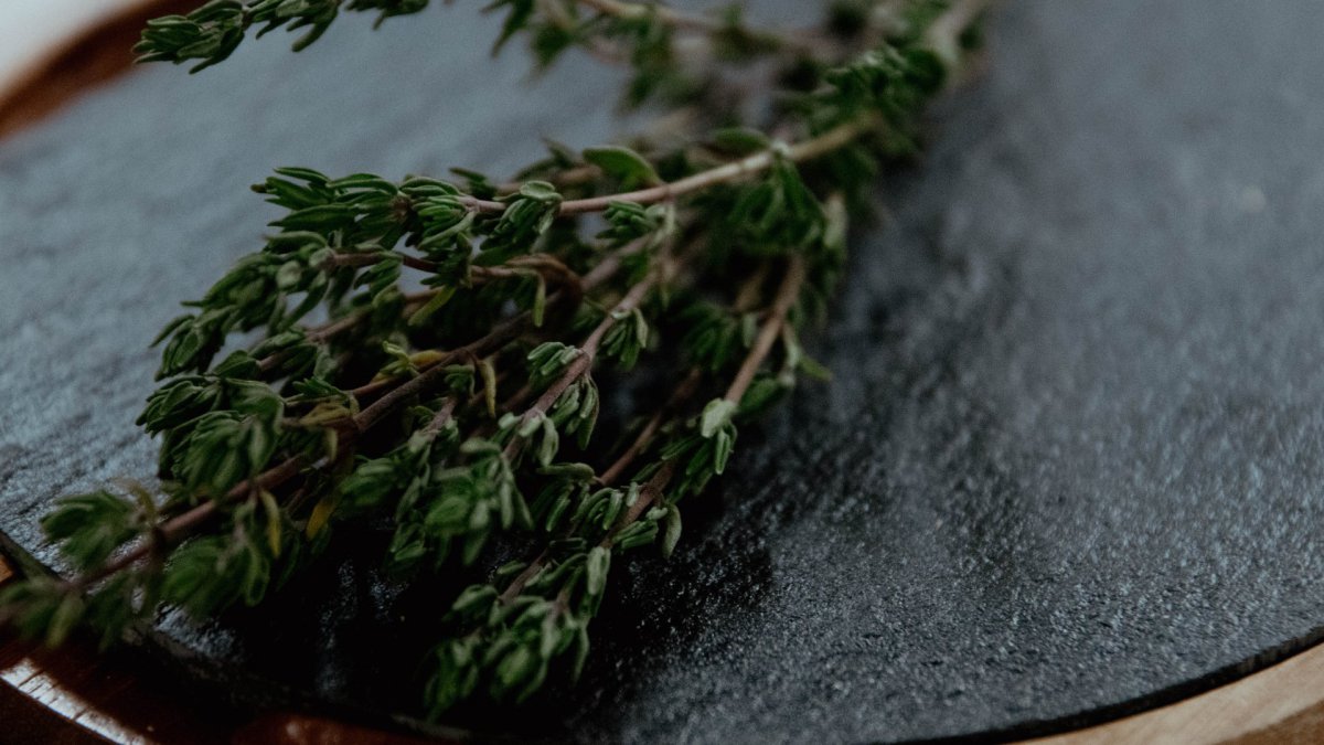 Suspendisse sollicitudin enim